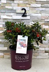 Encore® Autumn Embers®
