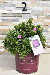 Encore® Autumn Lilac®