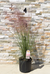 Pink Muhly