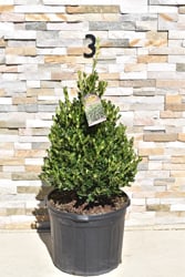 Wintergreen