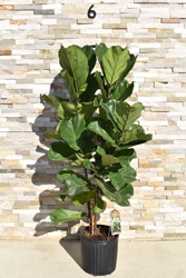 Fiddle-Leaf Fig