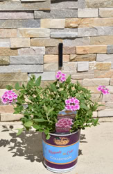 EnduraScape™ Pink Bicolor