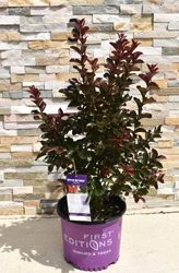 First Editions® Ruffled Red Magic™