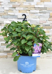 Endless Summer® Bloomstruck®