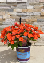 Compact Electric Orange