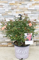 Apricot Drift®
