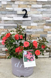 Coral Drift®