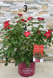 Easy Elegance® Screaming Neon Red™