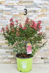 Bellini® Raspberry