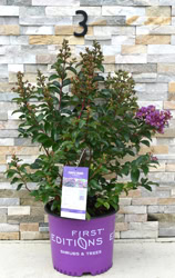 First Editions® Purple Magic™