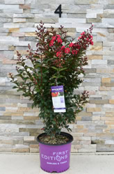 First Editions® Ruffled Red Magic™