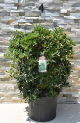 Japonica