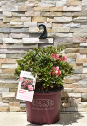 Encore® Autumn Coral®