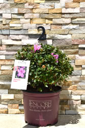 Encore® Autumn Lilac®