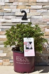 Encore® Autumn Ivory®