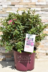 Encore® Autumn Sangria®