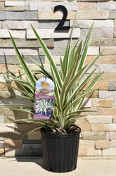 Variegated